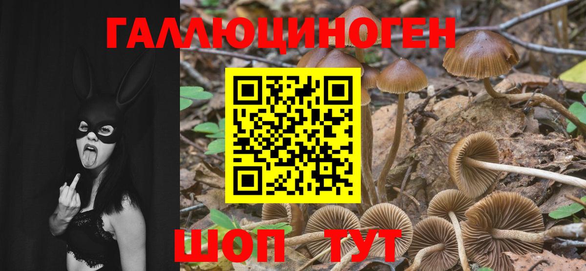 Галлюциногенные грибы Psilocybine cubensis Сальск